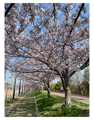 垂水健康公園　桜